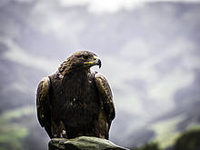 Golden eagle in Rauris